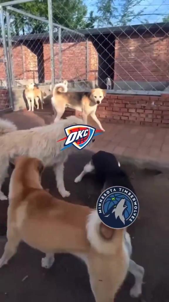 太有活了！美媒惡搞：狗王雷霆嚇退掘金灰熊，把森林狼按地上