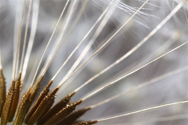 紅寶石多肉怎么變紅(讓多肉爆盆的6個(gè)技巧)