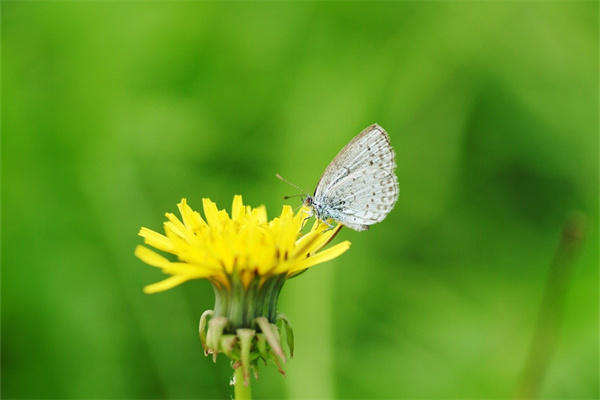 秋天怎么給多肉澆水(秋天到了,怎樣給多肉施肥)