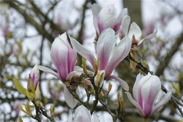 干枯的多肉怎么救活(多肉完全干枯救的活嗎)