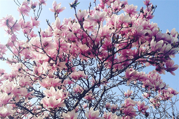 粉色多肉植物(粉色多肉都有哪些)