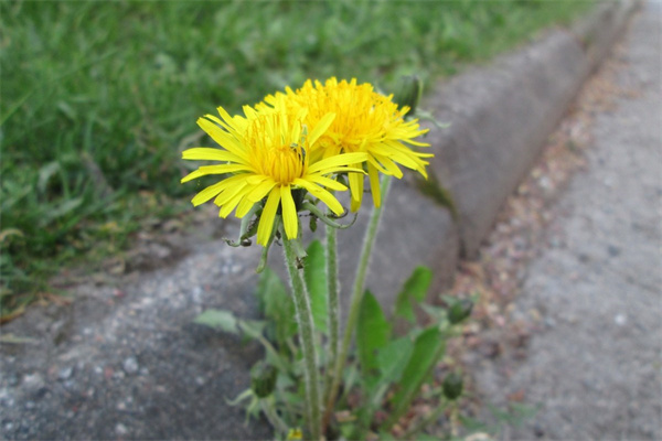 多肉第一次澆水怎么澆(多肉上盆后馬上澆水有問題嗎)