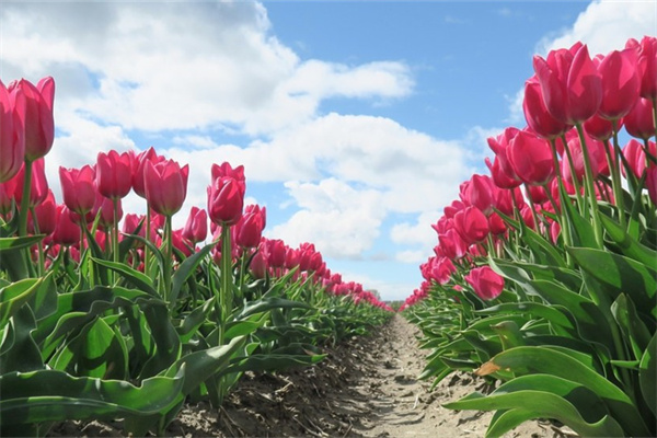 多肉天鵝絨好度夏嗎(多肉天鵝絨有幾個(gè)品種)