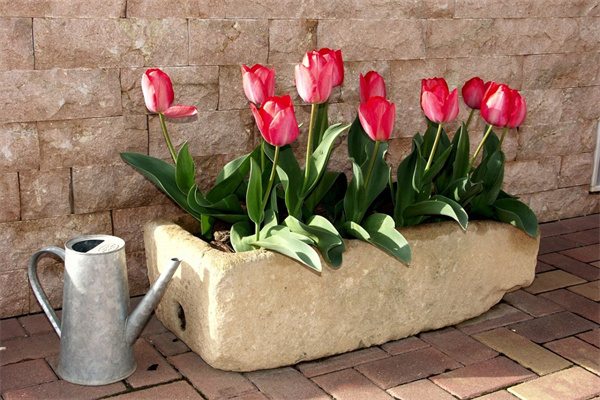 雪蓮系多肉(多肉雪蓮的樣子)