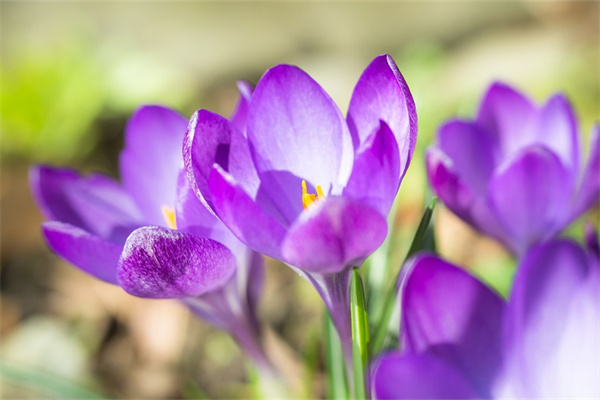 野卡多肉怎么繁殖(野卡多肉容易出狀態(tài)嗎)