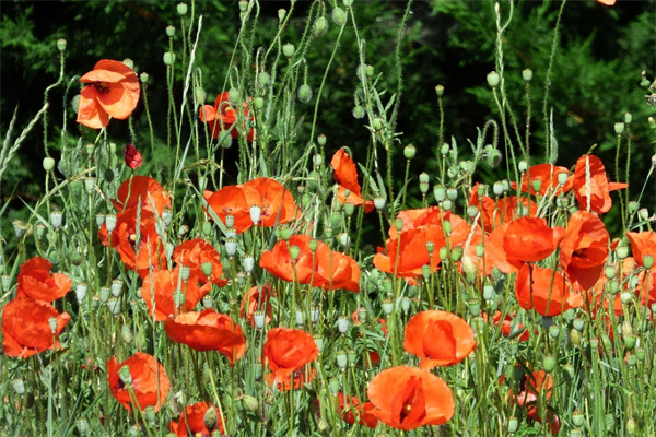 多肉什么季節(jié)可以移栽(多肉什么季節(jié)移栽比較好)