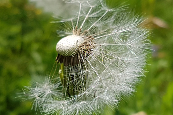 家里養(yǎng)什么多肉植物好(家里養(yǎng)什么多肉好吸風(fēng)水旺財(cái))