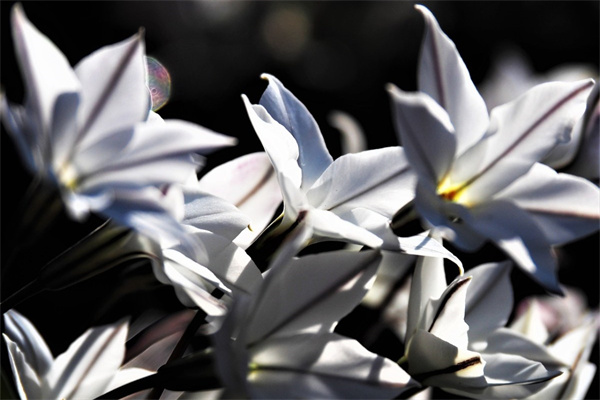 花多多12號(hào)種多肉效果怎樣(花多多12號(hào)肥料宜用什么植物)